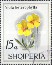 [Violets, type AGM]