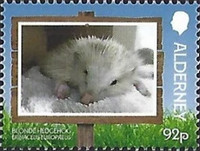 [Blonde Hedgehog, type AEO]