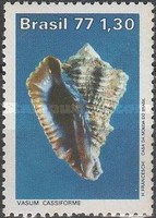 [Brazilian Molluscs, type BHL]