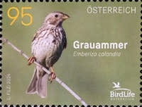 [Birds - Corn Bunting, type ECF]