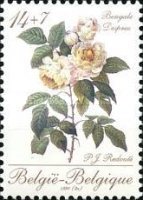 [Roses, type BNK]