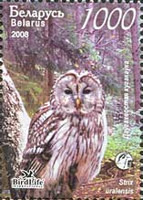 [Owls of Belarus, type ZV]