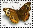 [Common Buckeye Butterfly - Self-Adhesive, type EUL]
