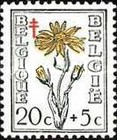 [Flowering Plants - The Struggle against Tuberculosis, type OV]
