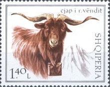 [Domestic Goats, type AEC]
