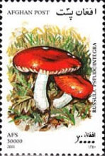 [Mushrooms, type AVI]