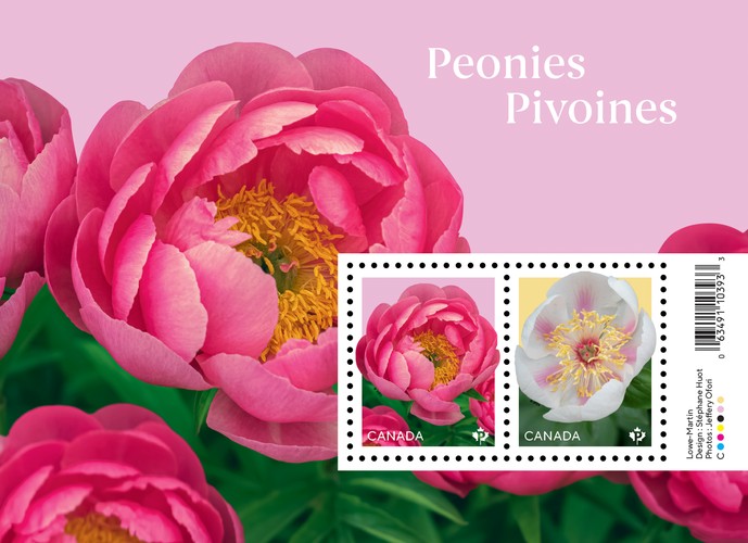 [Flowers - Peonies, type ]