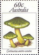 [Mushrooms, type WD]