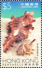 [Sea Shells, type YJ]