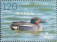 [Birds - Krickente, type EEH]