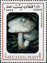 [Mushrooms, type ARS]
