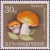 [Mushrooms, type BMZ]