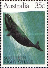 [Whales, type WP]