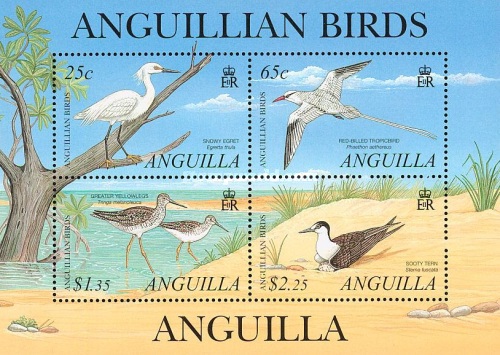 [Anguillian Birds, type ]