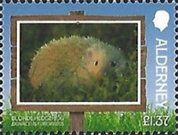 [Blonde Hedgehog, type AEP]