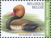 [Registrated Mail - Red-Crested Pochard, type EZL]