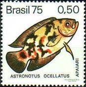 [Freshwater Fish, type BCV]