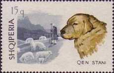 [Dogs, type YC]