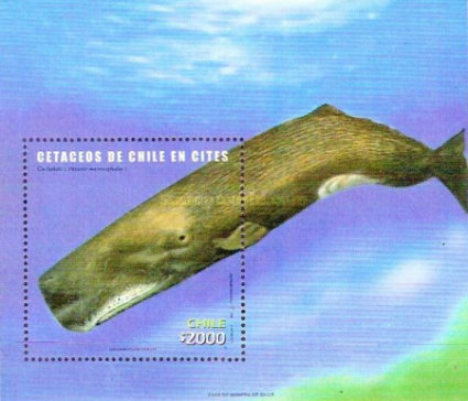[Whales, type ]