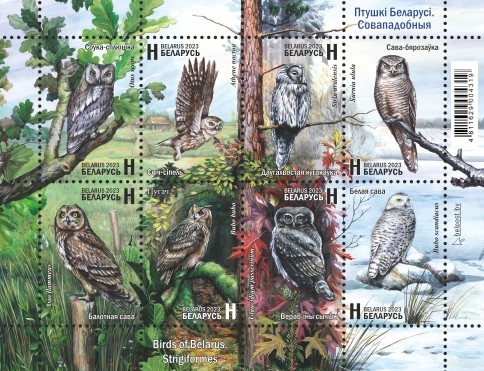 [Birds of Belarus - Stringiformes, type ]