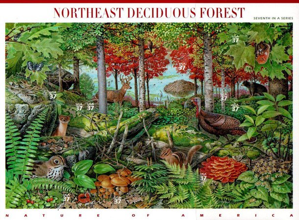 [Nature of America - Northeast Deciduous Forest - Self-Adhesive, type ]