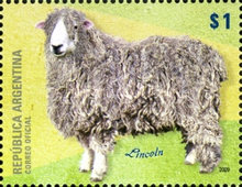 [Sheep in Argentina, type DJJ]