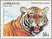 [Wild Cats, type DH]