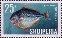 [Fish, type ZD]
