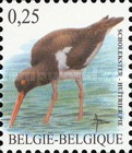 [Birds - Eurasian Oystercatcher, type COI]