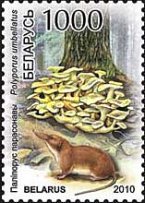 [Mushrooms, type ACV]