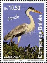 [Birds of Bolivia - Pando, type BIB]