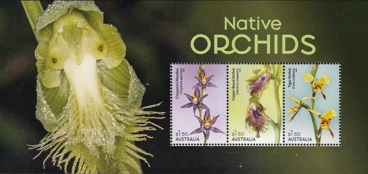 [Flowers - Native Orchids, type ]