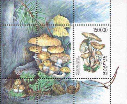 [Mushrooms, type ]
