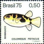 [Freshwater Fish, type BCX]