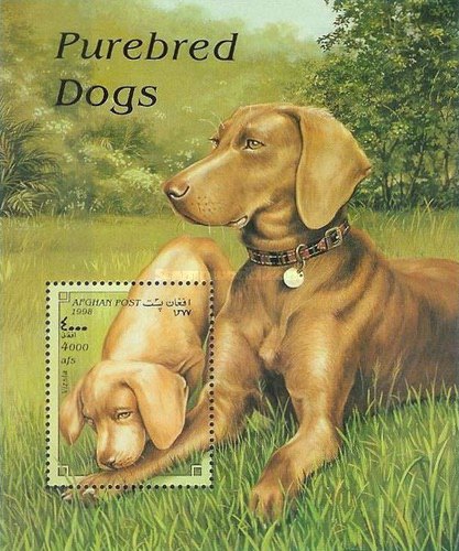 [Dogs, type ]