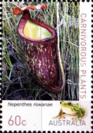 [Carnivorous Plants, type DWR]