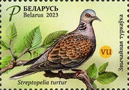 [Birds - European Turtle Dove, type BGH]