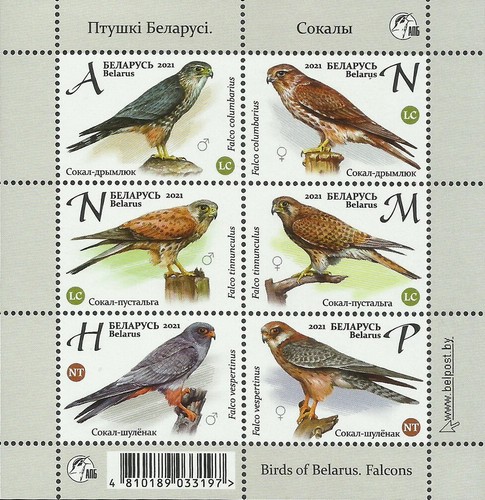 [Birds - Falcons, type ]