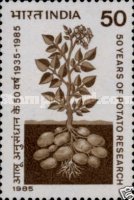 [The 50th Anniversary of Potato Research in India, type AFH]