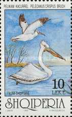 [Birds - Dalmatian Pelican, type BUS]