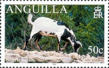 [Goats of Anguilla, type AUI]