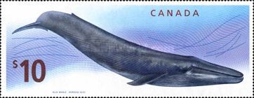 [Blue Whale, type CVW]