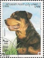 [Dogs, type APA]