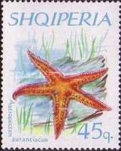 [Starfishes, type XM]