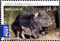 [Australian Bush Babies, type DFP]