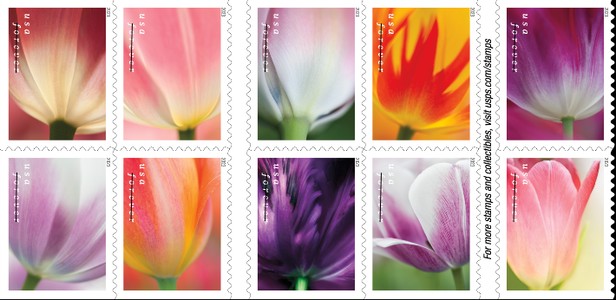 [Tulip Blossoms, type ]