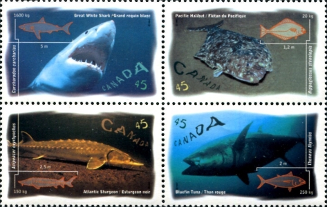 [Ocean Fish, type ]