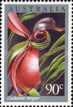 [Orchids, type AGB]