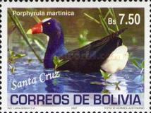 [Birds of Bolivia, type BHN]