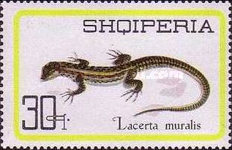 [Reptiles, type YJJ]